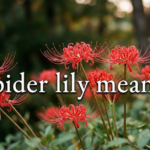 Spider Lily Meaning: Symbolism, Colors & Cultural Insights